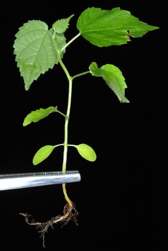 Broussonetia papyrifera