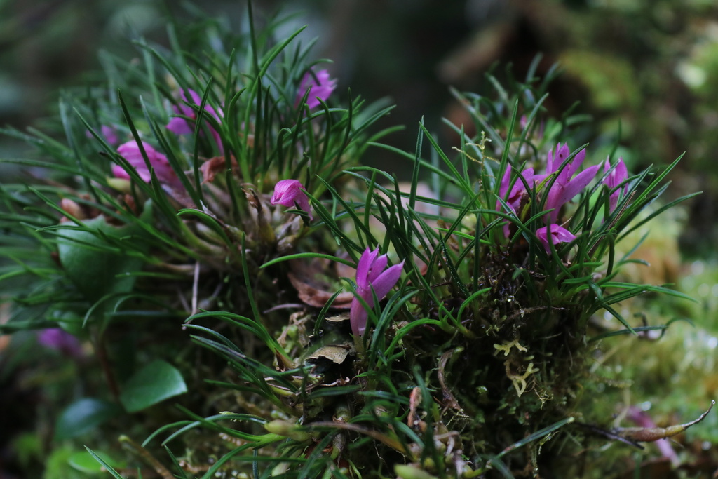 Dendrobium nardoides Schltr.