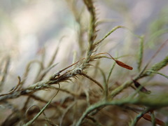 Antitrichia curtipendula