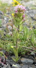 Castilleja brevistyla