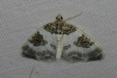 Blue-bordered Carpet, Doldersum, Nederland, photo 8 of 10