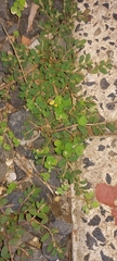 Euphorbia thymifolia image