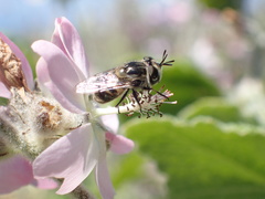 Malacothamnus clementinus