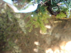 Chiloscyphus polyanthos