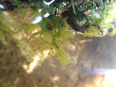 Chiloscyphus polyanthos