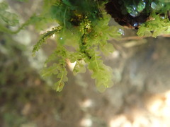 Chiloscyphus polyanthos