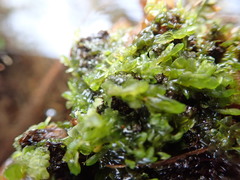 Chiloscyphus polyanthos