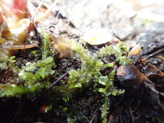 Chiloscyphus polyanthos