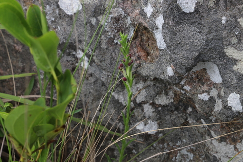 Image of Zaluzianskya capensis by (c) Suvarna Parbhoo Mohan, some rights reserved (CC BY-SA)