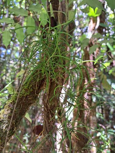 Schoenorchis micrantha observed 2023-11-25