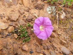 Ipomoea plummerae cuneifolia
