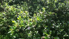 Ceanothus thyrsiflorus thyrsiflorus