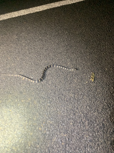 Stephens' Banded Snake sighting