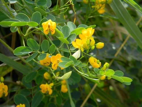 Senna pendula