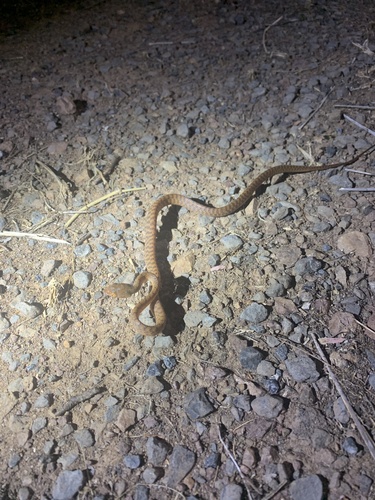 Brown Tree Snake sighting