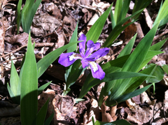 Iris cristata