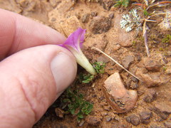 Ipomoea plummerae cuneifolia