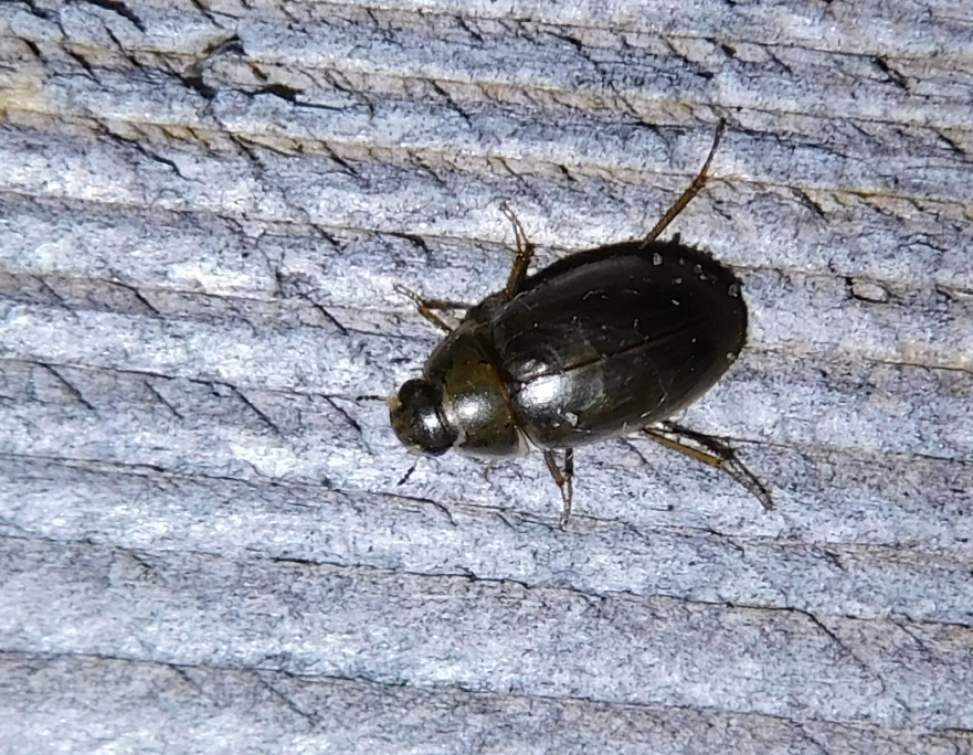 Helochares from Domaszék, 6781 Hungary on June 1, 2023 at 0124 PM by