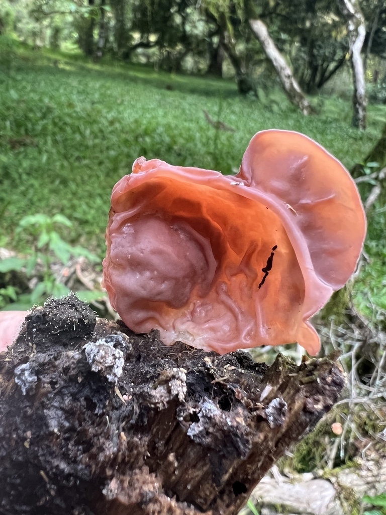 Auricularia fuscosuccinea · December 2023 · photo: © alessandherpiva (iNaturalist, cc-by)