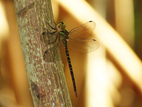 Ditzler's Darner (Triacanthagyna ditzleri)