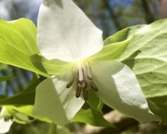 Trillium rugelii
