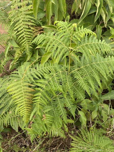 South Asian bracken
