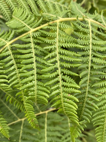 South Asian bracken