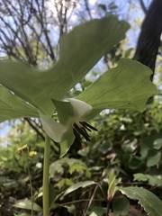 Trillium rugelii