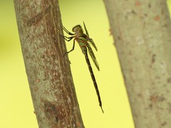 Triacanthagyna ditzleri