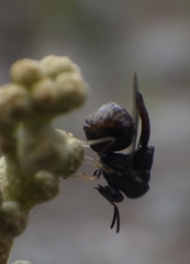 Eucharitidae