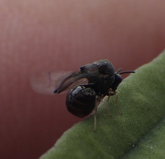 Eucharitidae