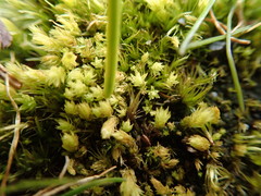 Aulacomnium androgynum