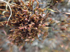 Schistidium apocarpum