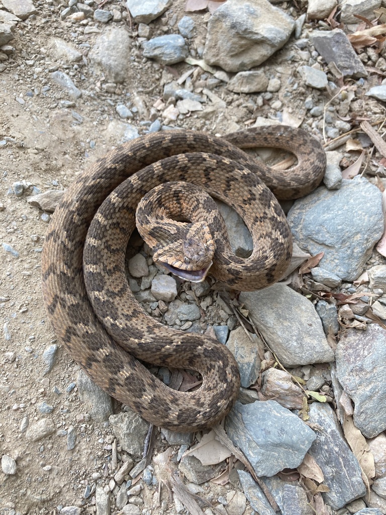 Egg Eating Snake From Kannaland Ladismith WC ZA On November 28 2023   Large 