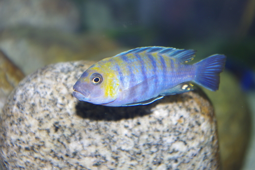 Afra-mbuna (Cynotilapia afra) — Cichlidae