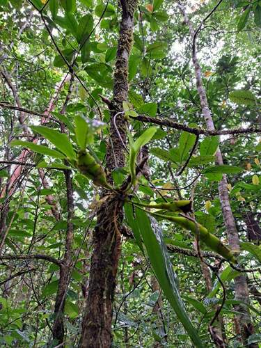 Dendrobium platygastrium observed 2023-11-26