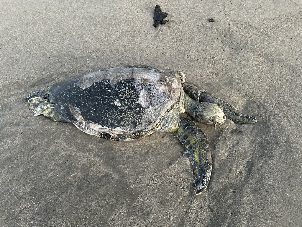 Green Sea Turtle In December 2023 By Allan Harris INaturalist   Large 