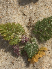 Daucus pumilus