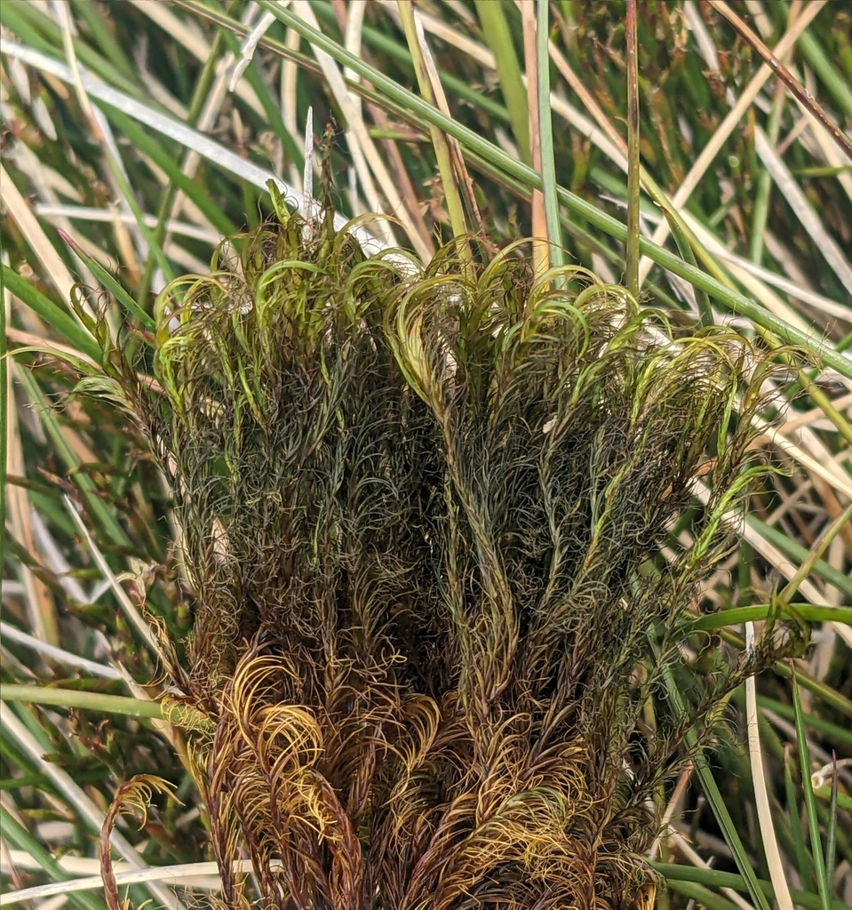 Blindia robusta