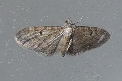 Eupithecia tenuiata