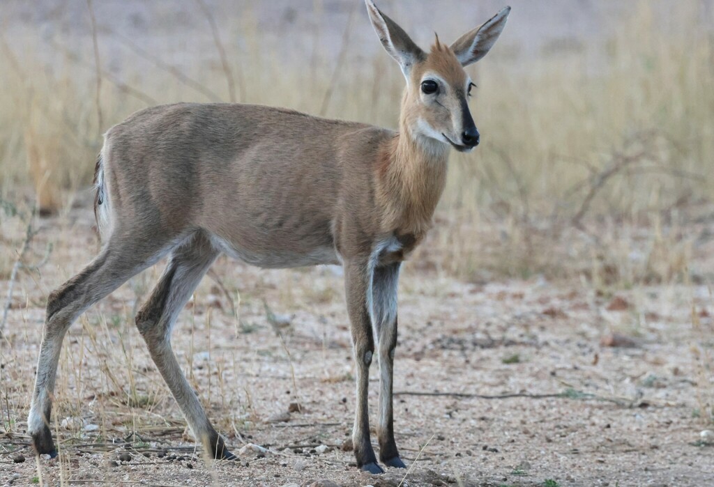 Sylvicapra grimmia steinhardti, Otjozondjupa Region, Namibia, by scaup