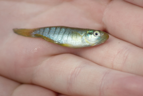 Fundulus dispar