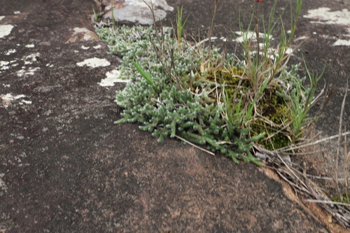 Image of Selaginella dregei by (c) Suvarna Parbhoo Mohan, some rights reserved (CC BY-SA)