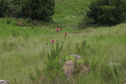 Syncolostemon densiflorus, photograph 3