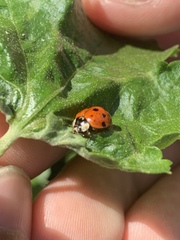 Harmonia axyridis