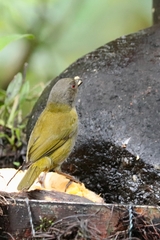 Chlorospingus semifuscus