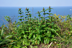 Eupatorium kiirunense