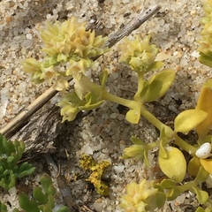 Polycarpon alsinifolium