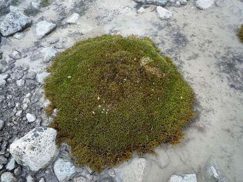 Distichia filamentosa (Distichia filamentosa)