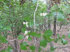 Crataegus reverchonii